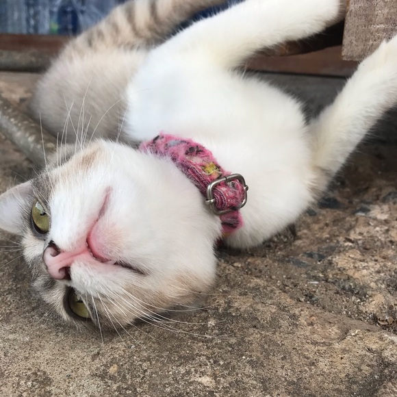 Meet your Posher, Chen - Picture 1 of 1